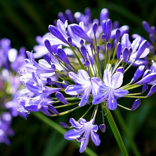 Agapanthes Bleues (en vrac)
