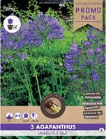 Agapanthus Blauw (Grootverpakking)-2