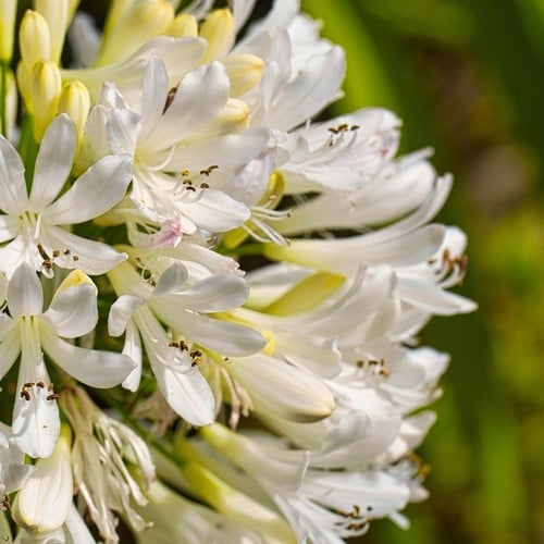 Agapanthes Blanche - Agapanthus umbelatum white