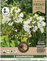 Agapanthus Wit - Afrikaanse lelie-2