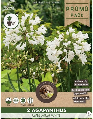 Agapanthus Wit - Afrikaanse lelie-2