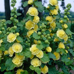 Rose trémière double jaune - Alcea rosea Charter's Double Yellow
