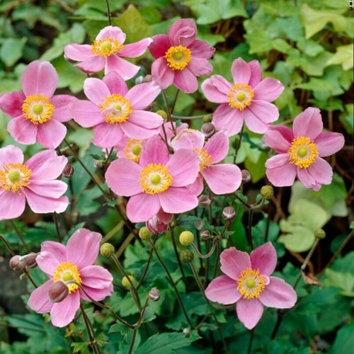Anemone hupehensis September Charm – Anémone du Japon