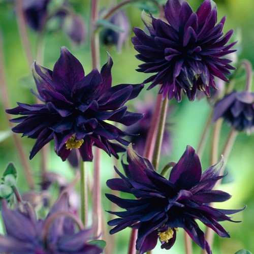 Ancolie Black Barlow - Aquilegia