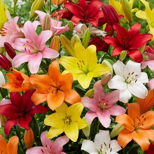 Lys Asiatique en Mélange (En vrac)