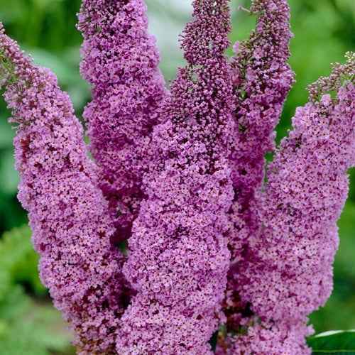 Arbre à papillon Ile de France - Buddleja