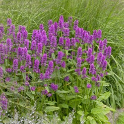 Calamintha Blue Cloud – Calament