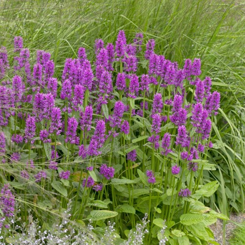 Calamintha Blue Cloud – Calament
