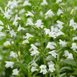 Calamintha Marvelette White - Calament