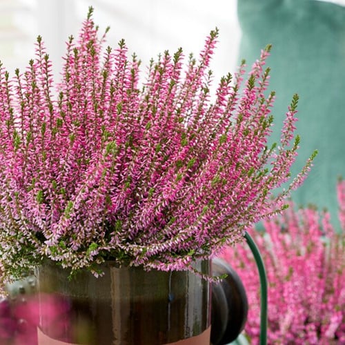 Béruée - Calluna vulgaris (Pack de Six)