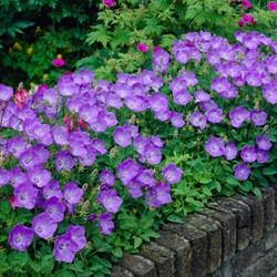 Campanula carpatica à Clips Bleus - Campanule des Carpates