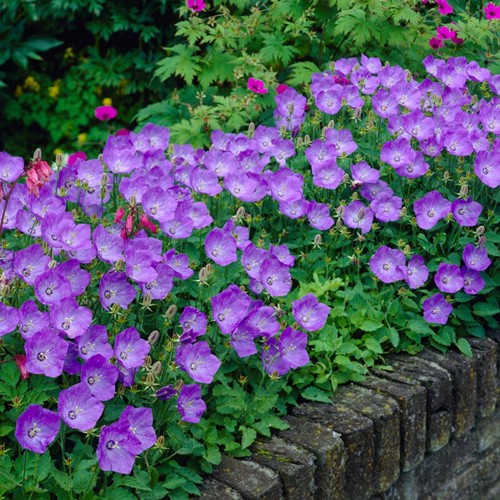 Campanula carpatica à Clips Bleus - Campanule (Pack de Six)