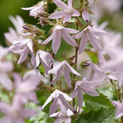 Campanule des Murets Lisduggan Variety - Campanula poscharskyana