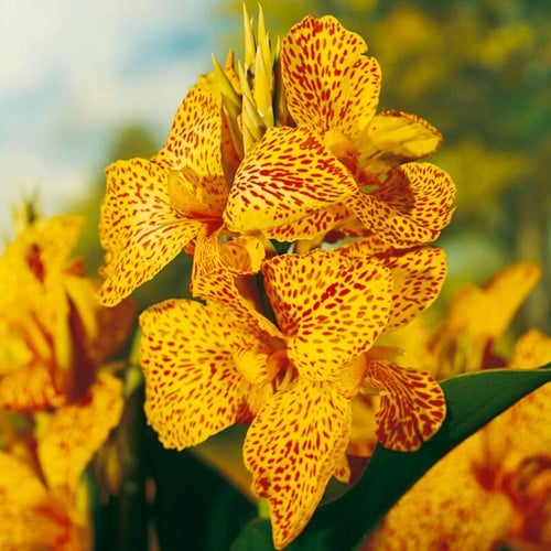 Canna Picasso