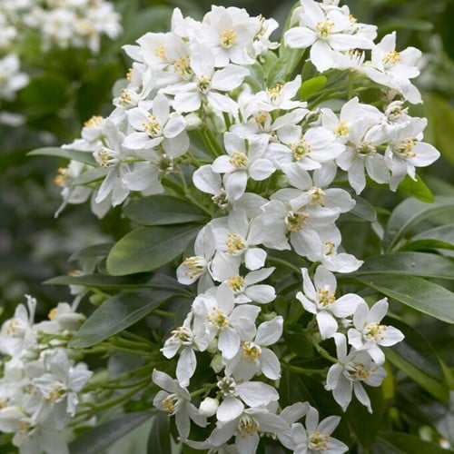 Choisya Ternata Brica
