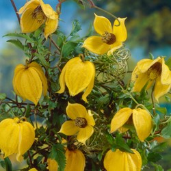 Clematis Tangutica - Bosrank