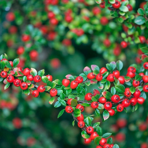 Cotoneaster Suecicus Coral Beauty - Cotonéaster