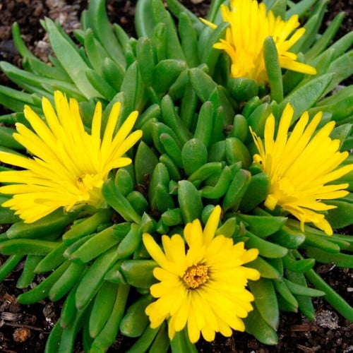 Délosperma congestionné jaune - Delosperma congestum