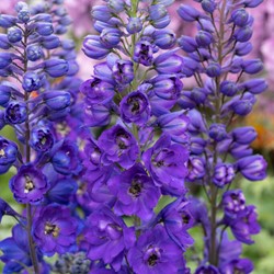 Pied d Alouette vivace - Delphinium (P) Black Knight