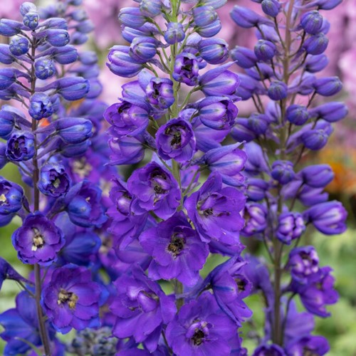 Pied d Alouette vivace - Delphinium (P) Black Knight (Pack de Six)