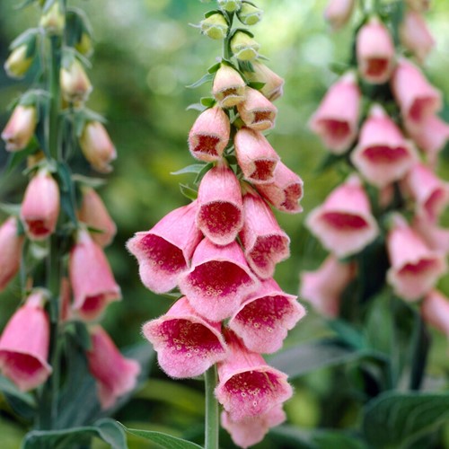 Digitalis mertonensis - Digitale (Pack de Six)