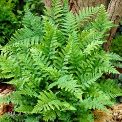La Fougère mâle - Dryopteris filix-mas