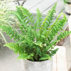 Athyrium Filix-Femina - Fougère Femelle