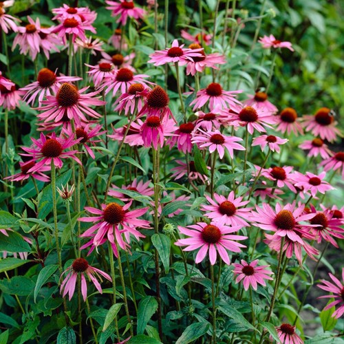 Echinacea magnus - Echinacée 100% BIO