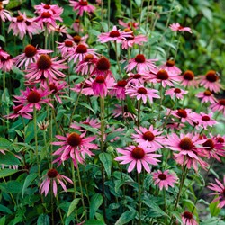 Échinacée Magnus Rose - Echinacea