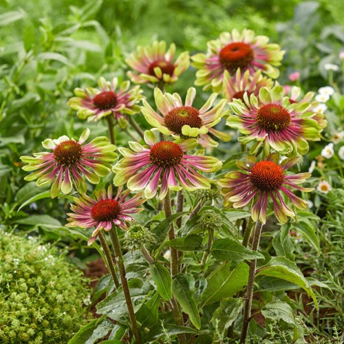 Echineacea green twister