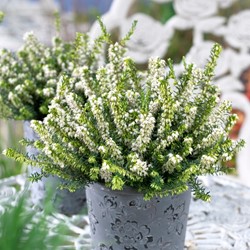 Bruyère d hiver White Perfection - Erica (Pack de Six)