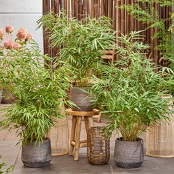 Fargesia Rufa - Bambou