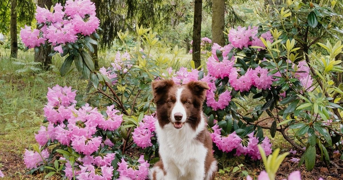 Tailler et entretenir le rhododendron