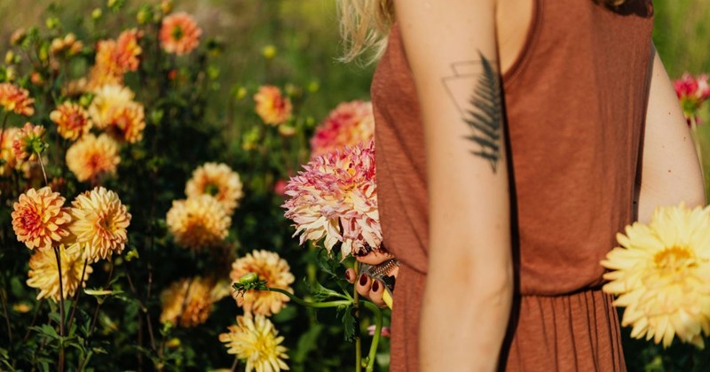 Bulbes de dahlias – parmi les plus belles fleurs d’été