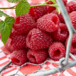 Framboise - Rubus Idaeus