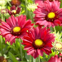 Gaillarde Burgunder - Gaillardia