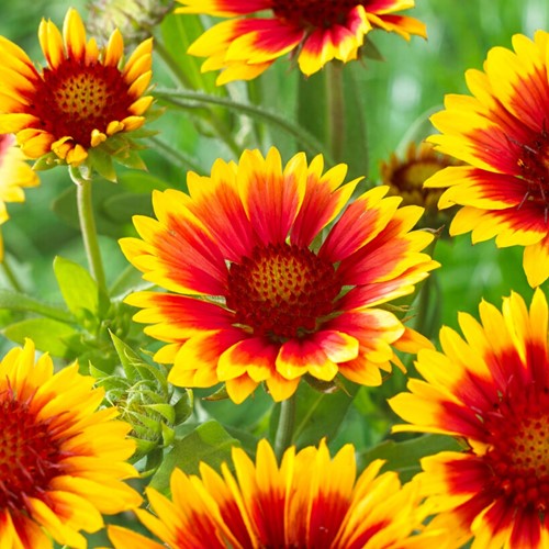 Gaillarde vivace Kobold - Gaillardia (Pack de Six)