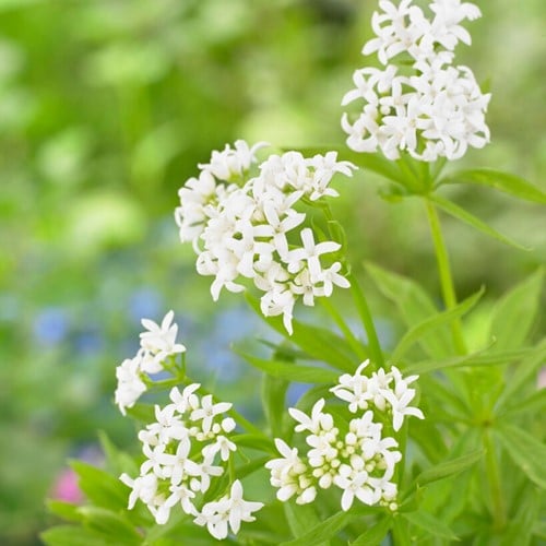 Aspérule odorante - Galium odoratum (Pack de Six)