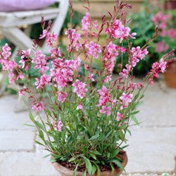 La Gaura vivace Siskiyou Pink - Gaura lindheimeri