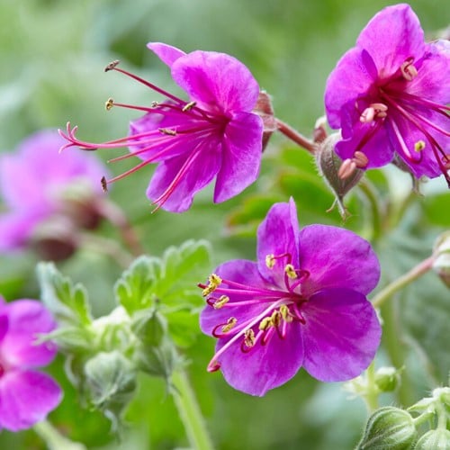 Géranium à grosses racines Ingwersen - Geranium Macrorrhizum (Pack de six)