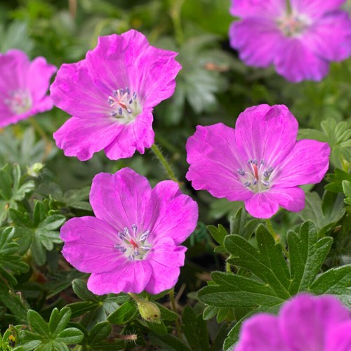 Geranium sanguineum Max Frei - Géranium (Pack de Six)