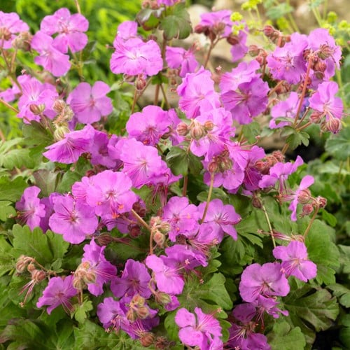 Geranium Cantabrigiense Karmina - Géranium