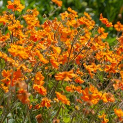 Geum coccineum Borisii - Benoîte