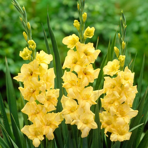 Glaïeuls Jaunes Nova Lux - Gladiolus