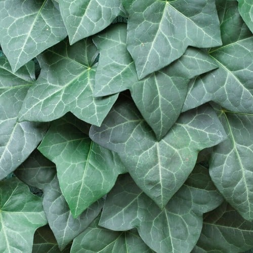 Hedera Hibernica - Taille du pot: P9