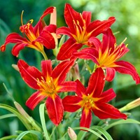 Hemerocallis Sammy Russell - Hémérocalle potplant (Pack de Six)