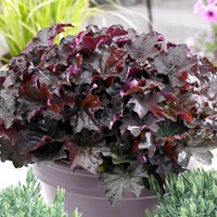 Heuchère Palace Purple Heuchera - (Pack de Trois)