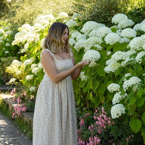 Hortensia Annabelle - Hydrangea arborescens