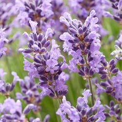 Lavande Hidcote par 2 mètres (Pack de Six)