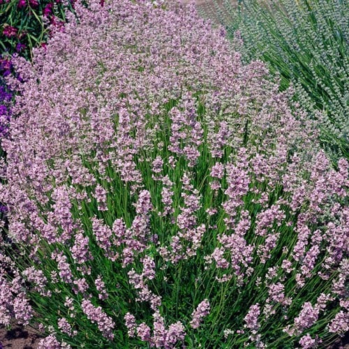 Lavande Rosea - Lavandula Angustifolia (Pack de Six)